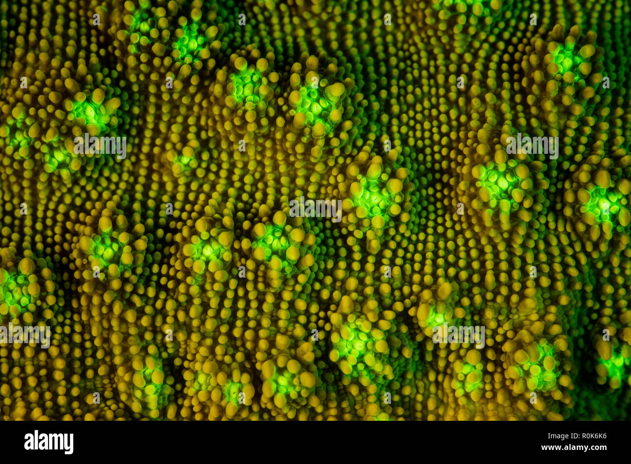 Détail d'une colonie de corail fluorescentes croissant sur un récif peu profond. Banque D'Images
