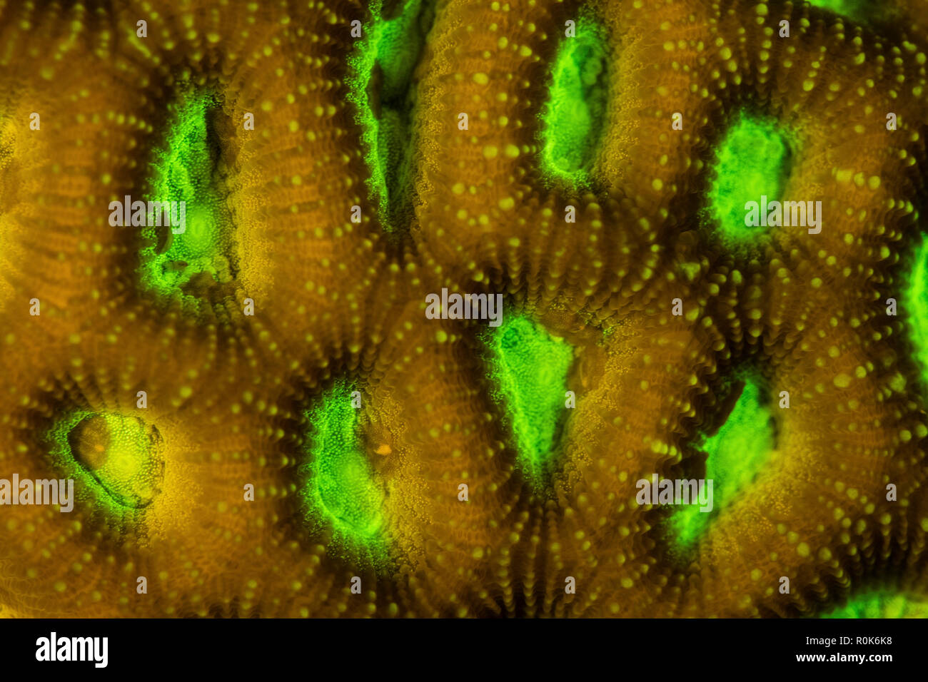 Détail d'une colonie de corail fluorescentes croissant sur un récif peu profond. Banque D'Images Détail d'une colonie de corail fluorescentes croissant sur un récif peu profond. Banque D'Images