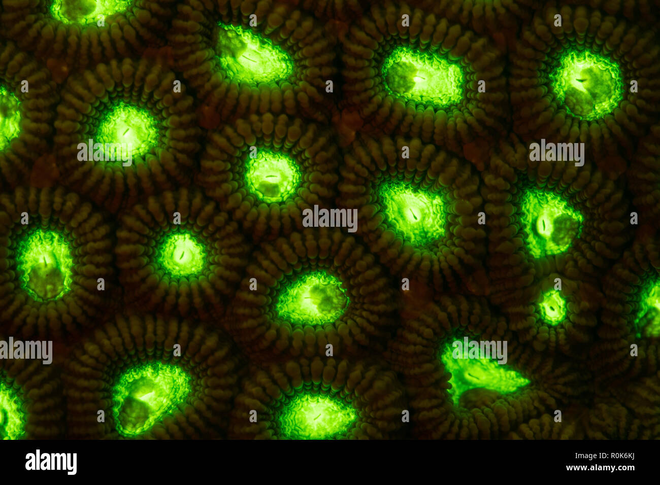 Détail d'une colonie de corail fluorescentes croissant sur un récif peu profond. Banque D'Images Détail d'une colonie de corail fluorescentes croissant sur un récif peu profond. Banque D'Images