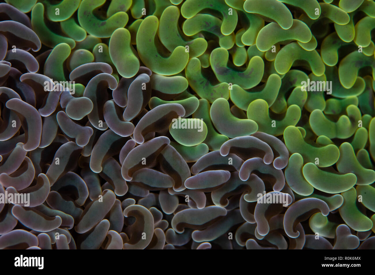 Détail de deux colonies de coraux d'ancrage dans le Détroit de Lembeh (Indonésie). Banque D'Images