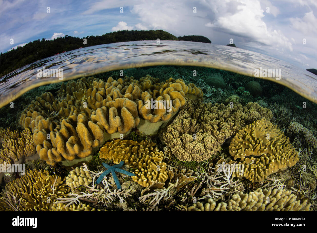 Un beau récif de corail se développe près de une île de Raja Ampat, en Indonésie. Banque D'Images Un beau récif de corail se développe près de une île de Raja Ampat, en Indonésie. Banque D'Images