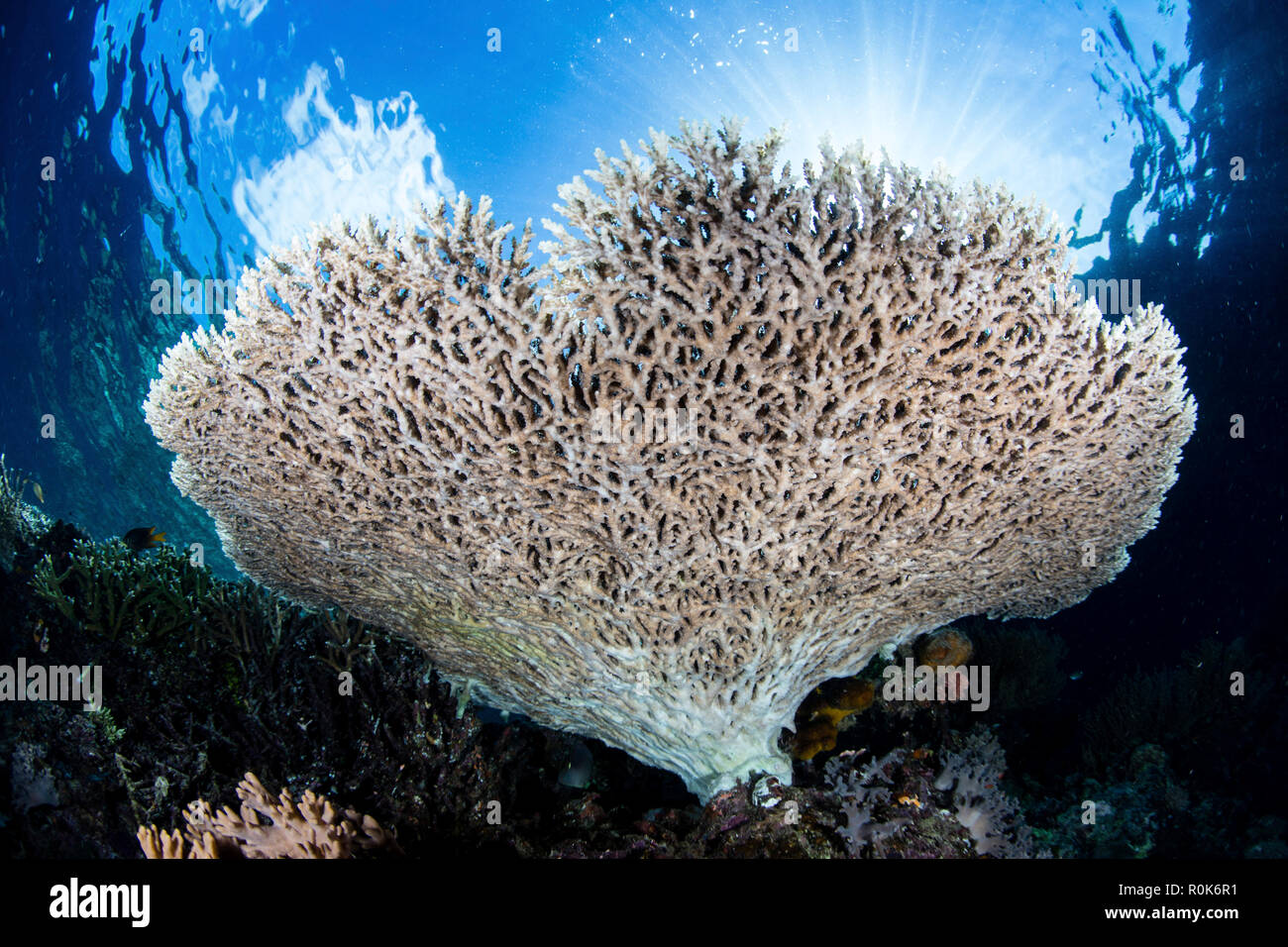 Un tableau fragile coral pousse près d'une île de la mer de Banda, Indonésie. Banque D'Images