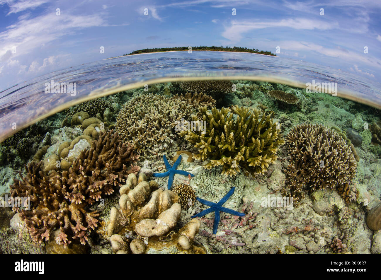 Un beau récif de corail se développe à proximité d'une île dans la mer de Banda, Indonésie. Banque D'Images