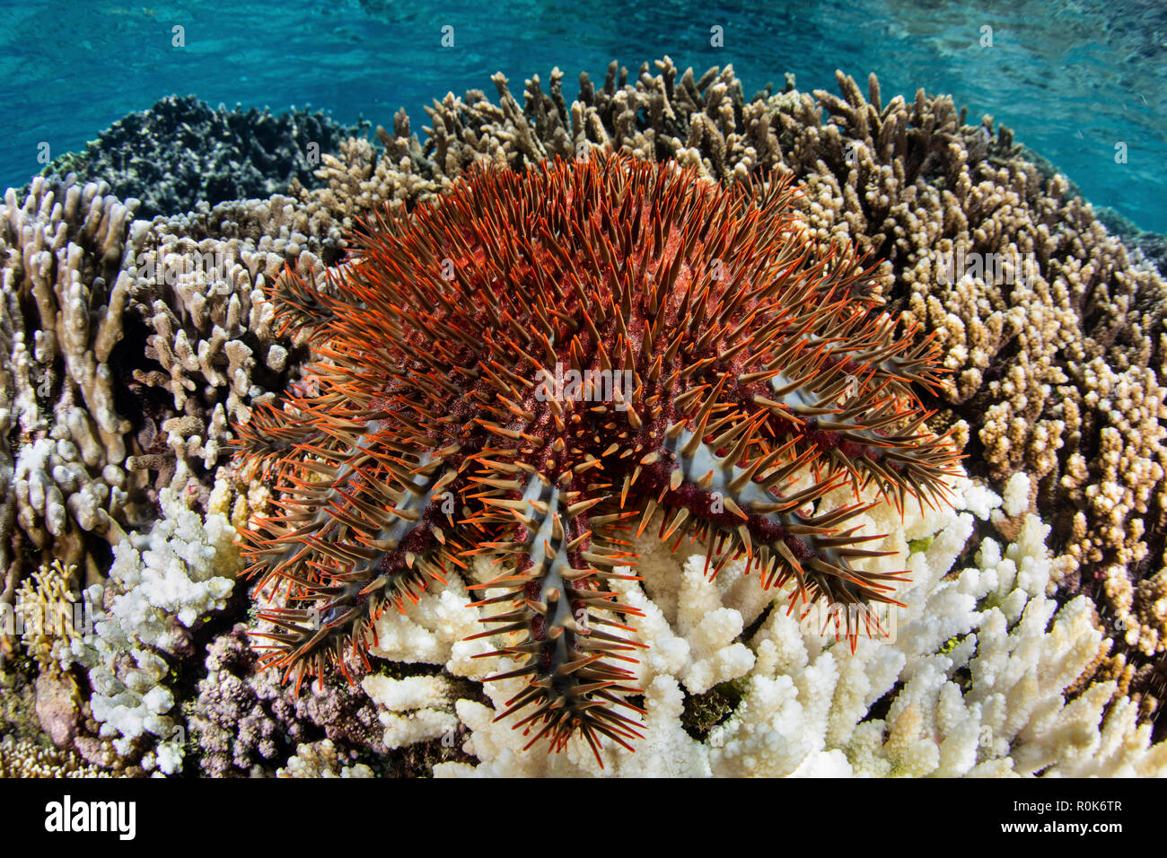 Une couronne d'étoile de mer se nourrit d'un récif de corail dans la mer de Banda. Banque D'Images Une couronne d'étoile de mer se nourrit d'un récif de corail dans la mer de Banda. Banque D'Images