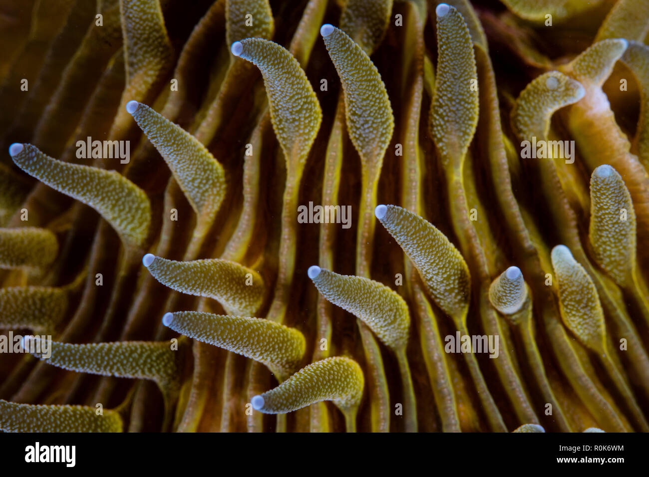 Détail des tentacules sur un Champignon de corail. Banque D'Images