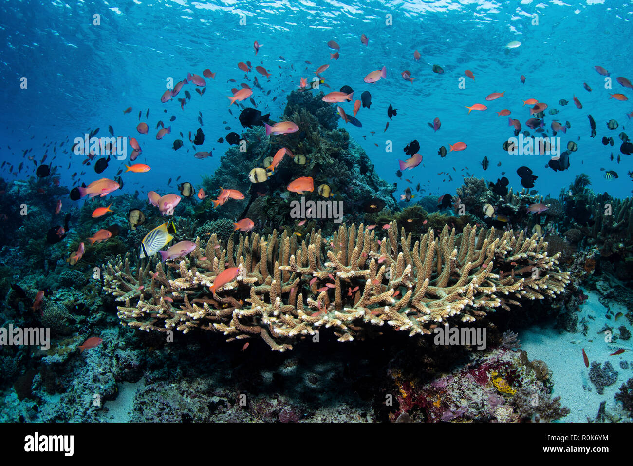 Un beau récif de corail prospère dans Alor, l'Indonésie. Banque D'Images Un beau récif de corail prospère dans Alor, l'Indonésie. Banque D'Images