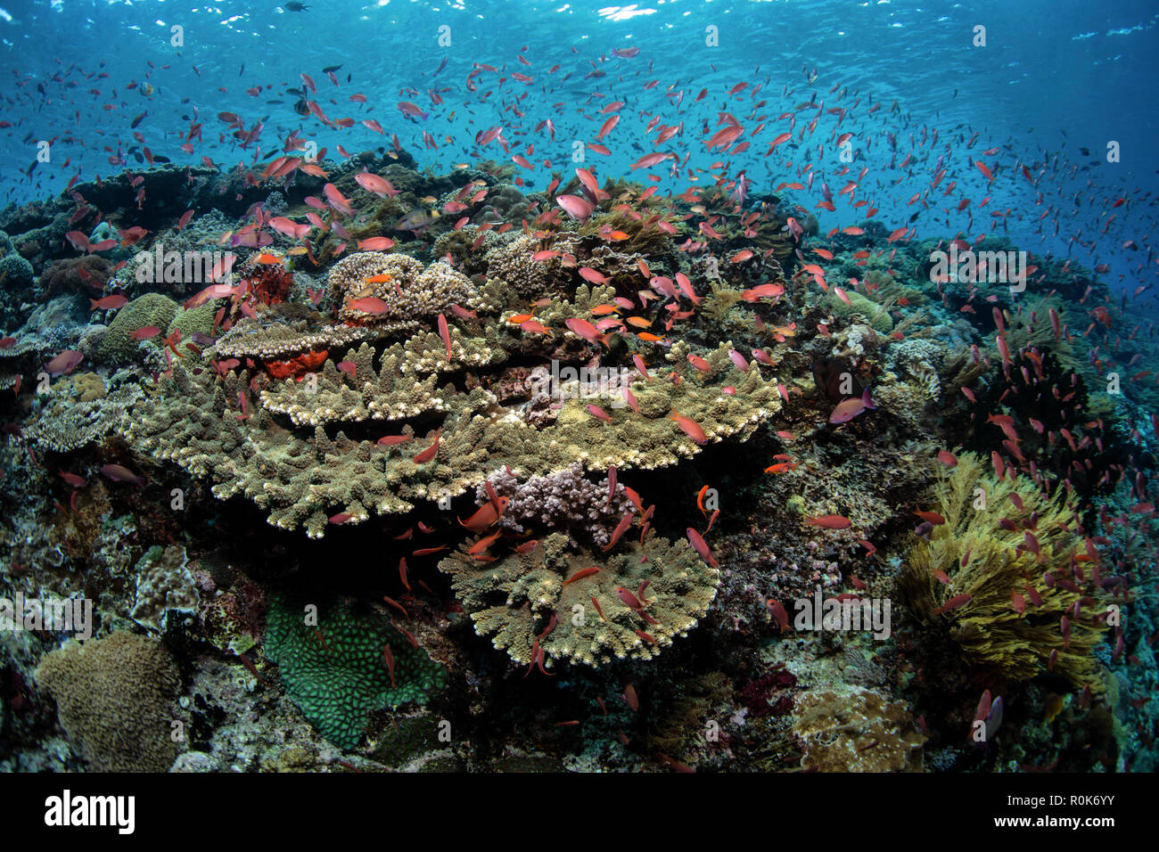 De l'école threadfin anthias poisson au-dessus d'une barrière de corail en Alor, l'Indonésie. Banque D'Images