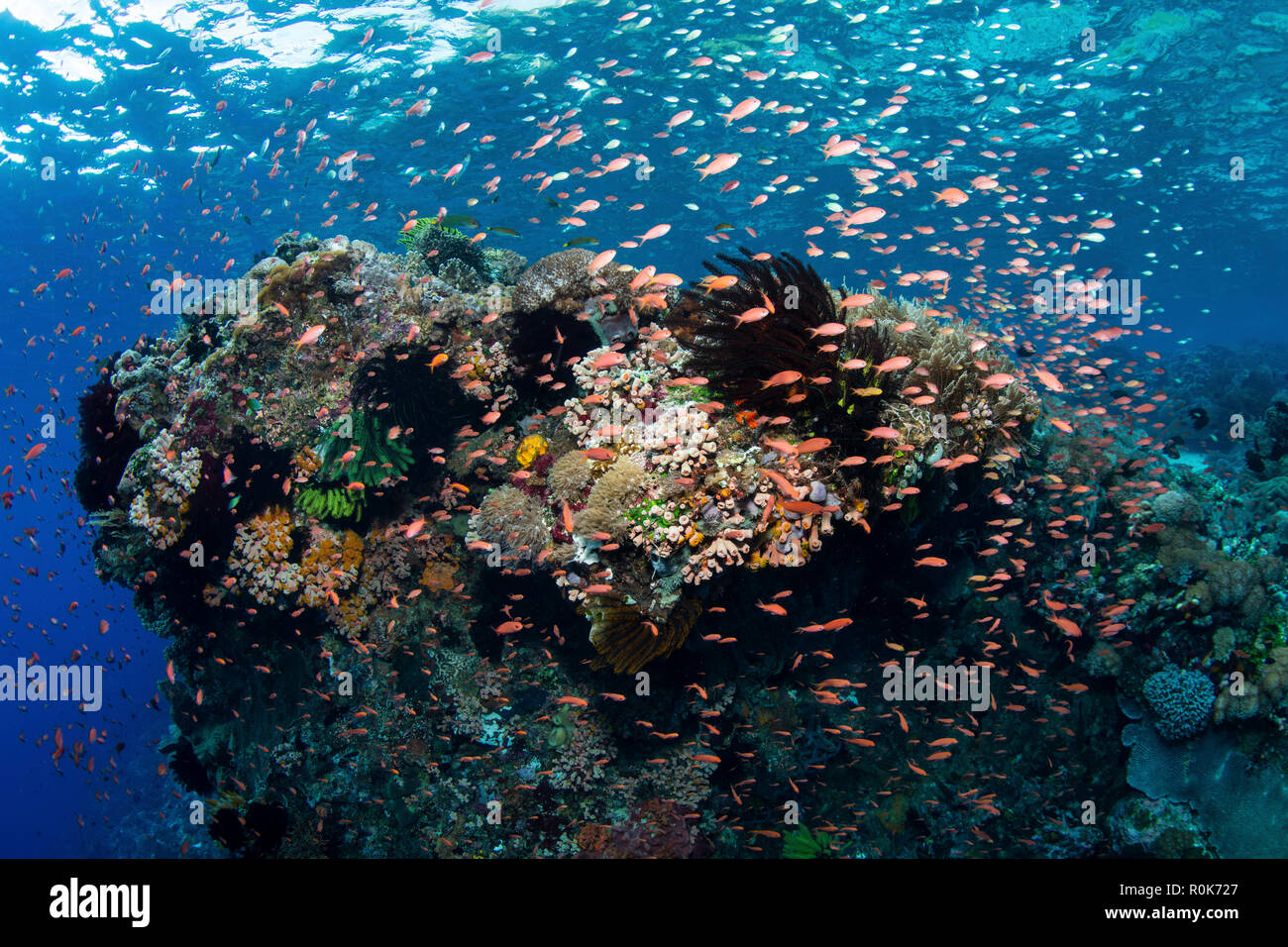 Anthias colorés poissons nagent au-dessus d'une belle barrière de corail en Alor, l'Indonésie. Banque D'Images