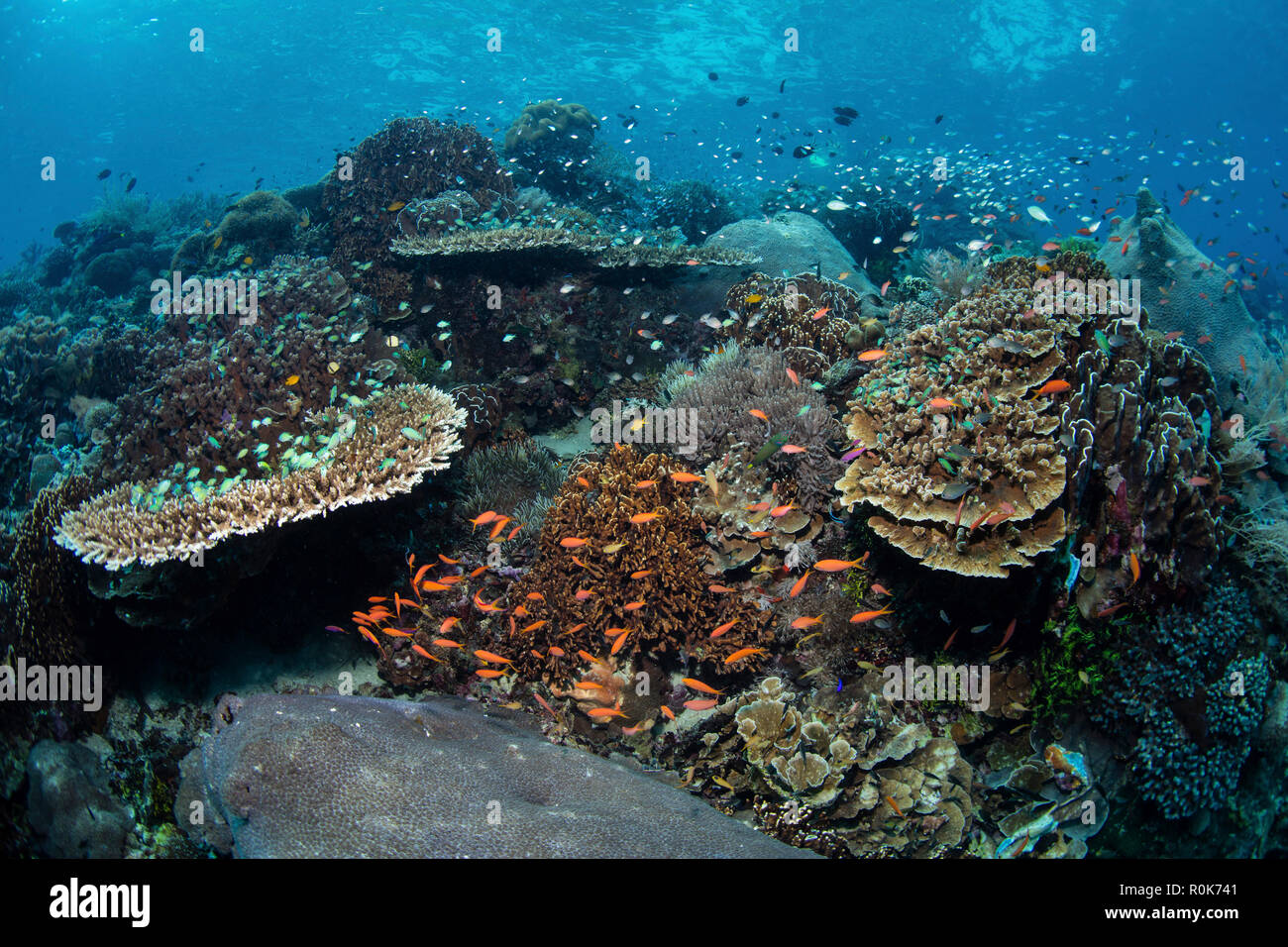 Un beau récif de corail prospère dans Alor, l'Indonésie. Banque D'Images
