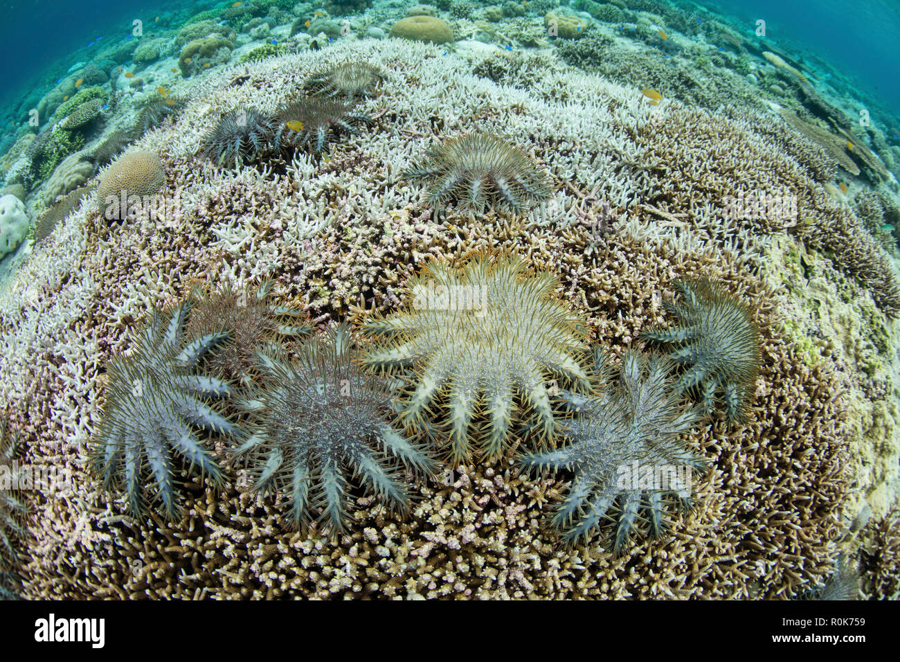 Couronne d'étoile de mer se nourrissent de coraux vivants sur un récif peu profond. Banque D'Images