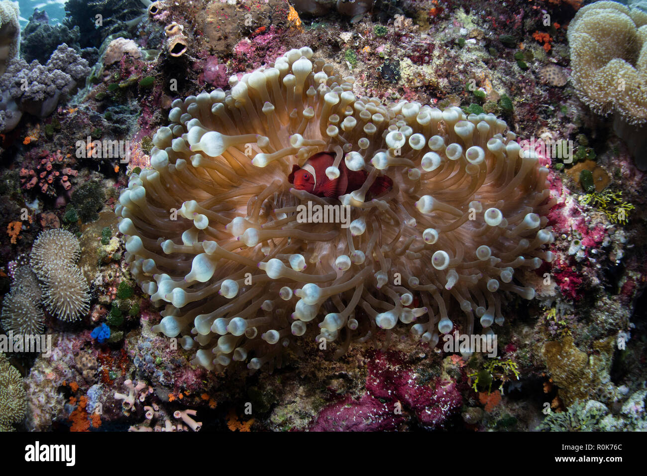 Un spinecheek, Premnas biaculeatus poisson clown, nage dans son anémone hôte. Banque D'Images Un spinecheek, Premnas biaculeatus poisson clown, nage dans son anémone hôte. Banque D'Images