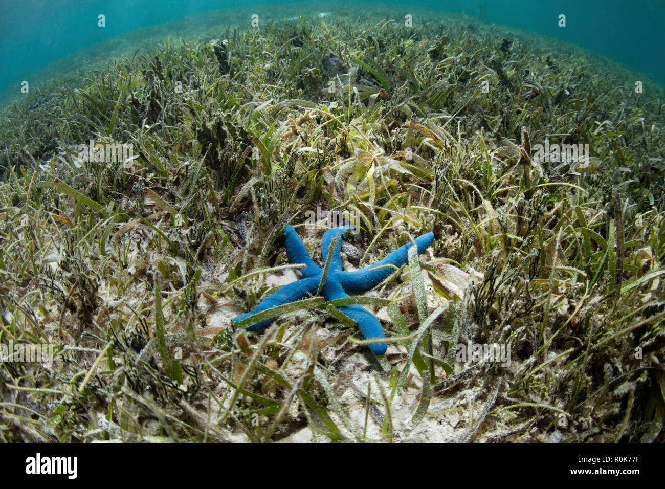 Un luxe grass meadow se développe dans le Parc National de Wakatobi, Indonésie. Banque D'Images Un luxe grass meadow se développe dans le Parc National de Wakatobi, Indonésie. Banque D'Images