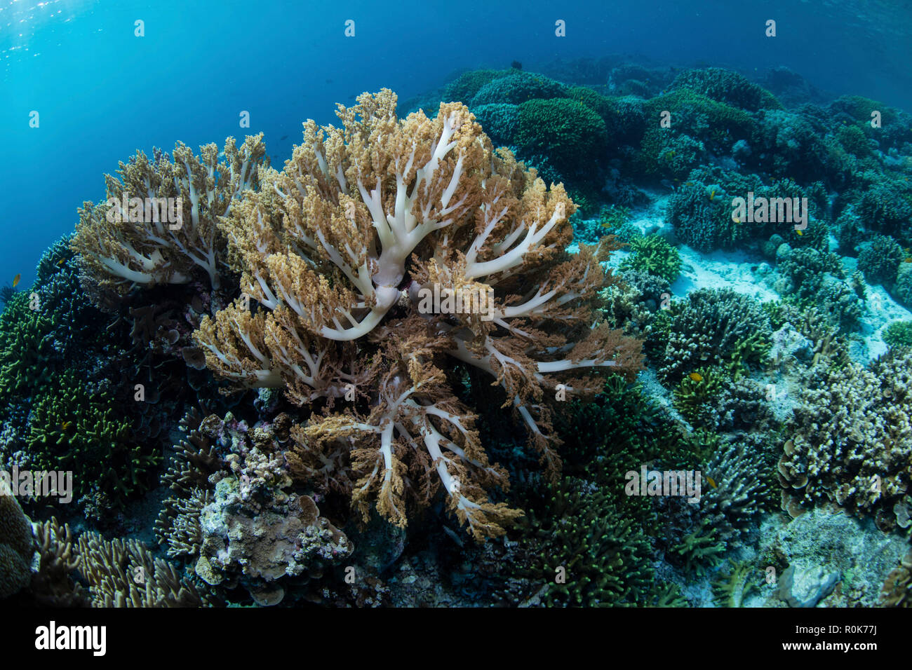 Les coraux mous se développer sur un récif peu profond dans le Parc National de Wakatobi, Indonésie. Banque D'Images Les coraux mous se développer sur un récif peu profond dans le Parc National de Wakatobi, Indonésie. Banque D'Images