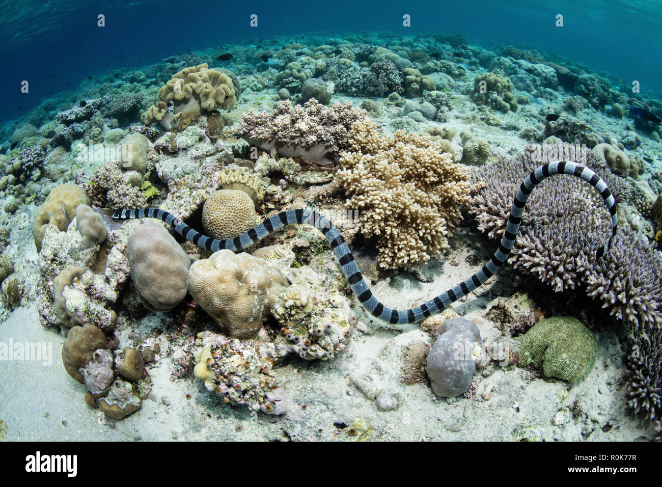 Un grand serpent de mer bagué nage sur un magnifique récif dans le Parc National de Wakatobi. Banque D'Images Un grand serpent de mer bagué nage sur un magnifique récif dans le Parc National de Wakatobi. Banque D'Images