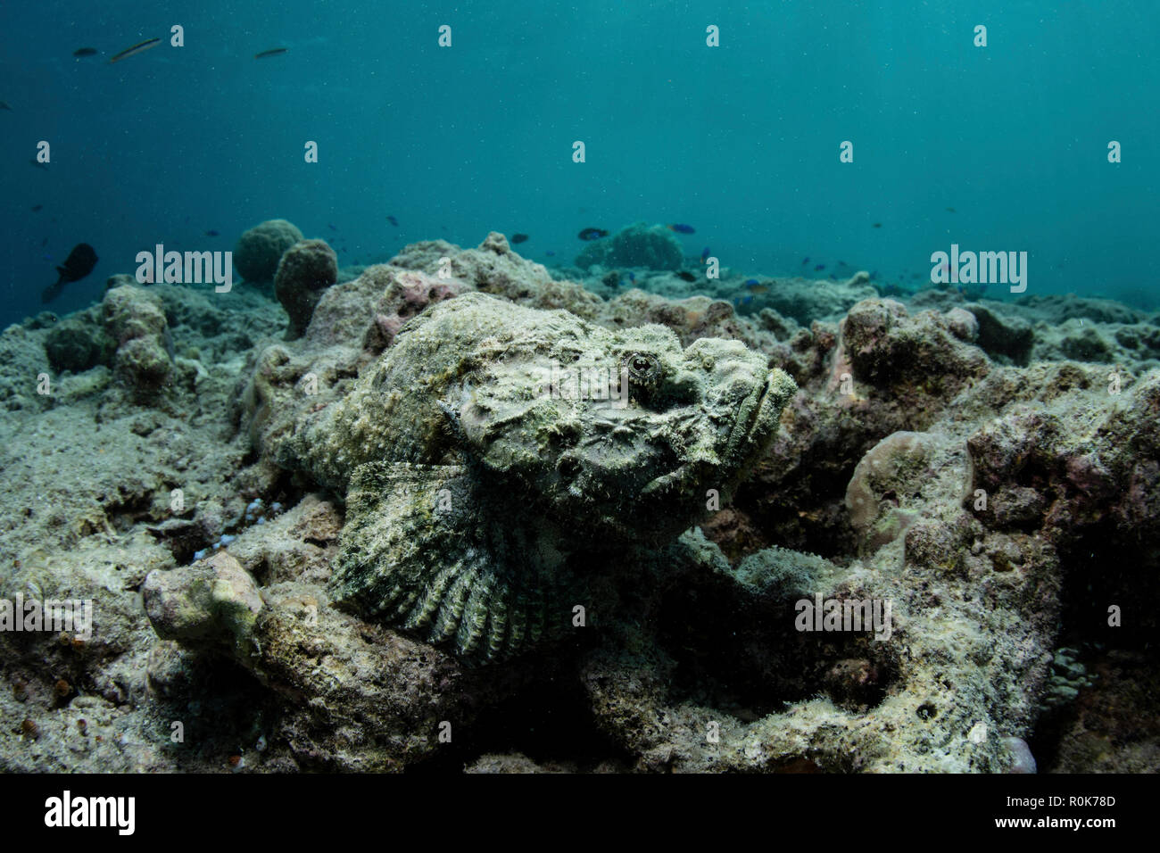 Un diable camouflé scorpionfish attend de proies en embuscade sur un récif de corail Banque D'Images Un diable camouflé scorpionfish attend de proies en embuscade sur un récif de corail Banque D'Images