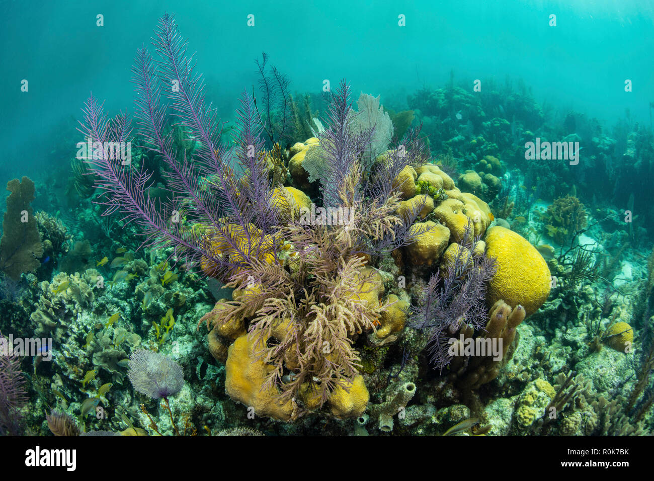 Un récif de corail coloré plein de gorgones, pousse le long du bord de l'atoll de Turneffe. Banque D'Images Un récif de corail coloré plein de gorgones, pousse le long du bord de l'atoll de Turneffe. Banque D'Images