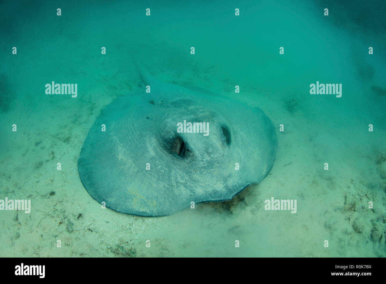 Un grand roughtail stingray se pose sur le fond marin couvert de les herbiers de Turneffe Atoll. Banque D'Images Un grand roughtail stingray se pose sur le fond marin couvert de les herbiers de Turneffe Atoll. Banque D'Images