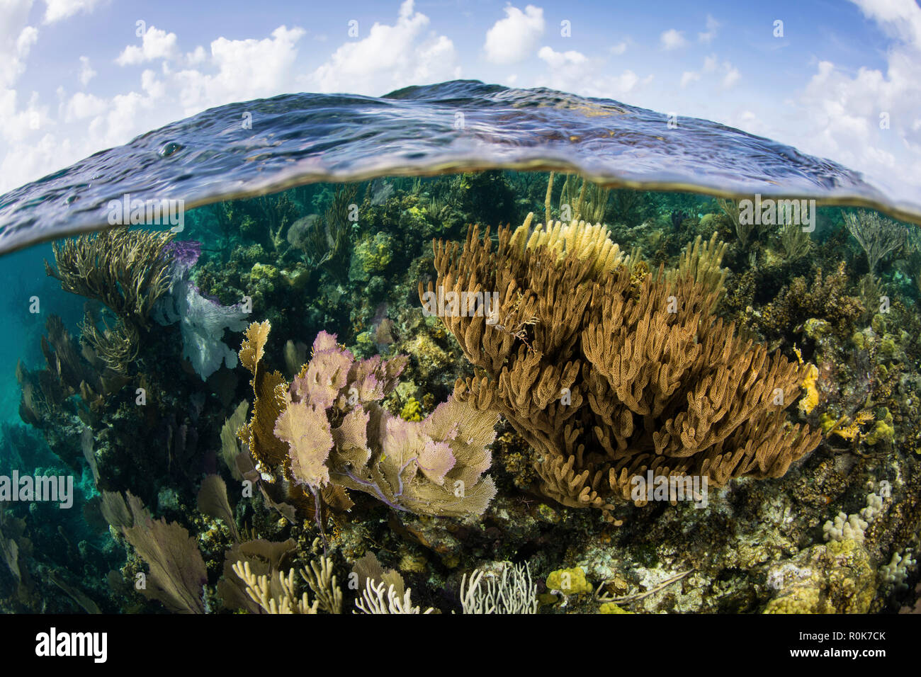 Un duplex vue sur la barrière de corail le long du bord de l'atoll de Turneffe. Banque D'Images Un duplex vue sur la barrière de corail le long du bord de l'atoll de Turneffe. Banque D'Images