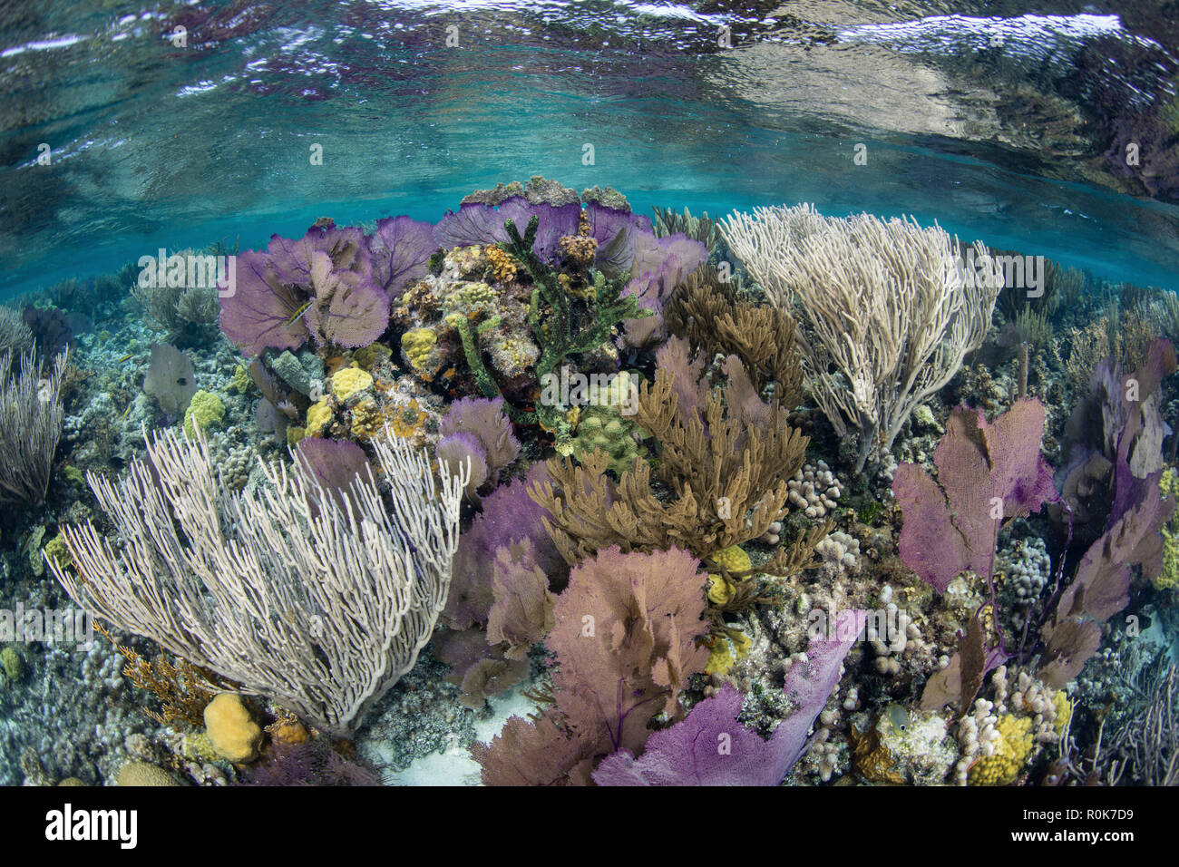 Un récif de corail coloré plein de gorgones, pousse le long du bord de l'atoll de Turneffe. Banque D'Images Un récif de corail coloré plein de gorgones, pousse le long du bord de l'atoll de Turneffe. Banque D'Images