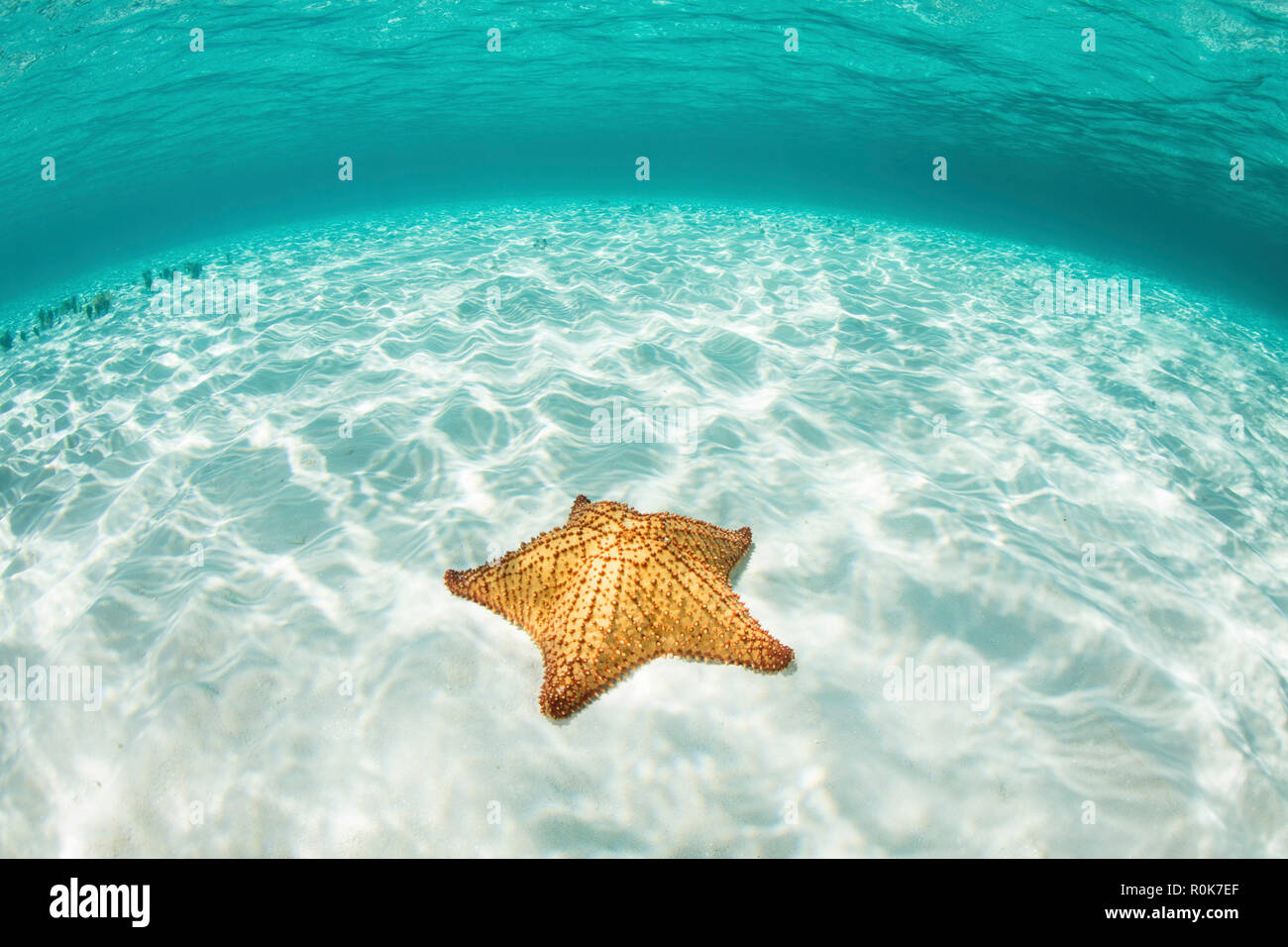 Une étoile de mer des Antilles se hisse sur un fond de sable de l'atoll de Turneffe. Banque D'Images Une étoile de mer des Antilles se hisse sur un fond de sable de l'atoll de Turneffe. Banque D'Images