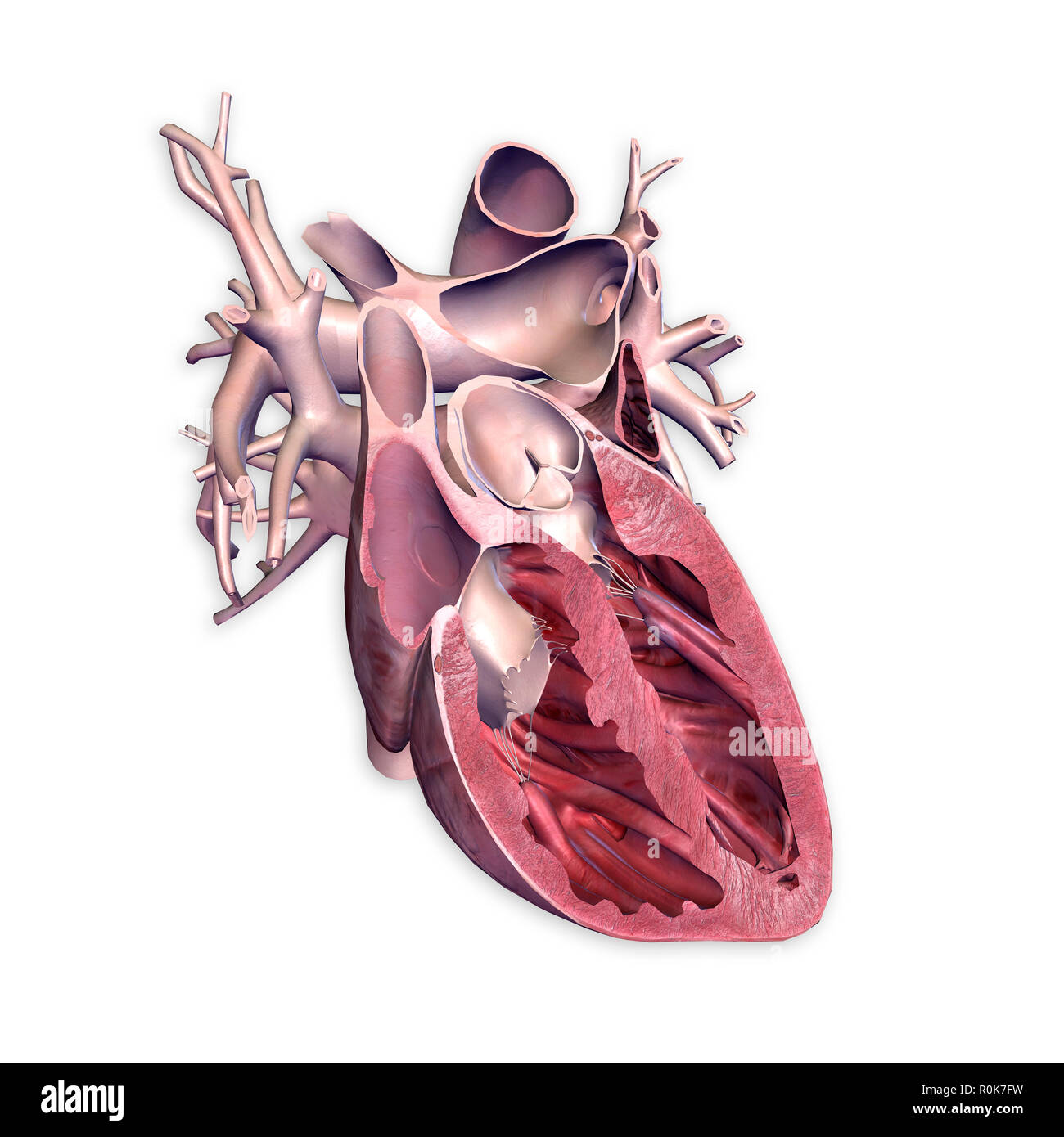 Section transversale du cœur humain. Banque D'Images