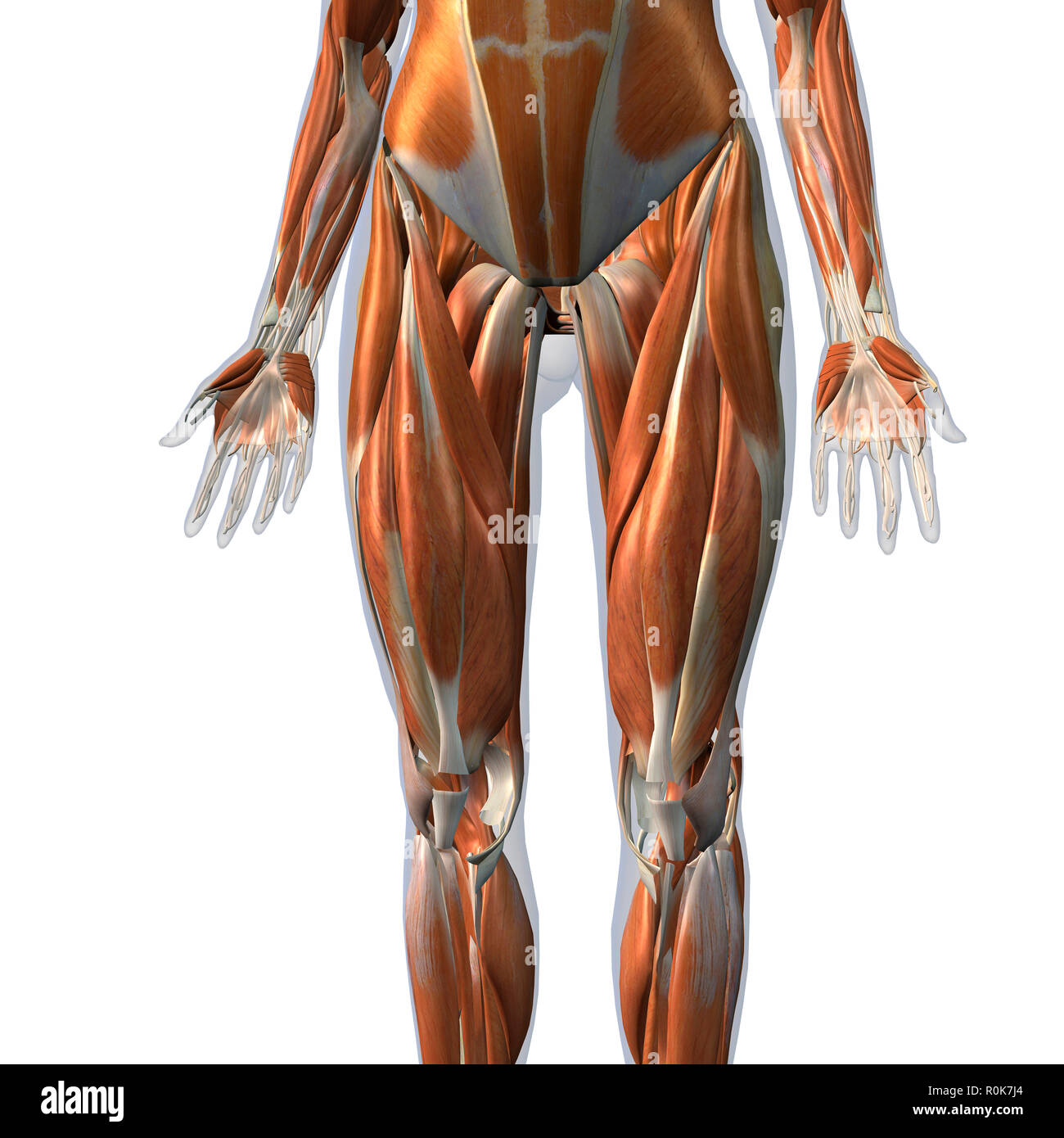 Vue avant de la musculature de jambe sur fond blanc. Banque D'Images