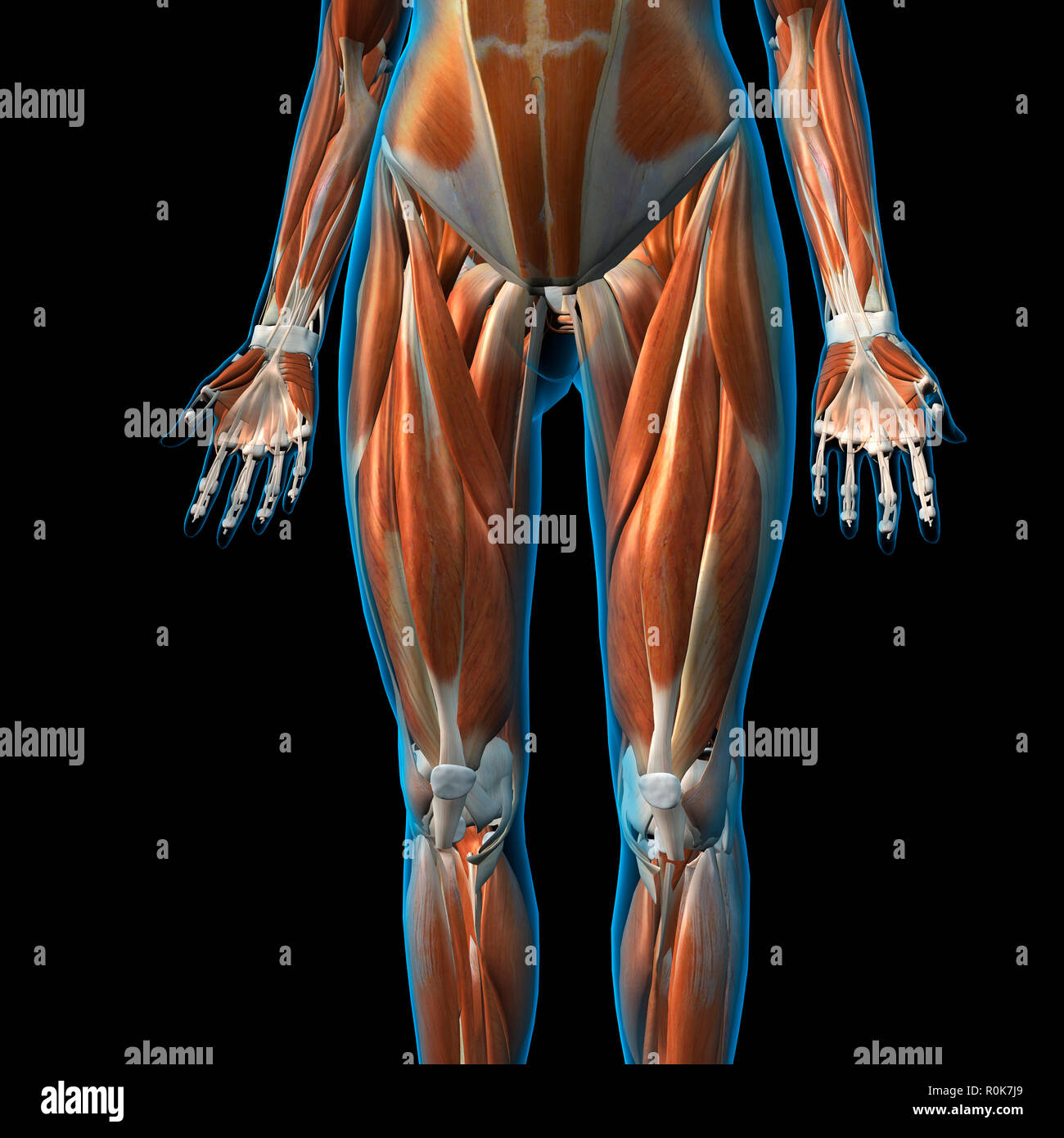 Vue avant de la musculature de jambe sur fond noir. Banque D'Images