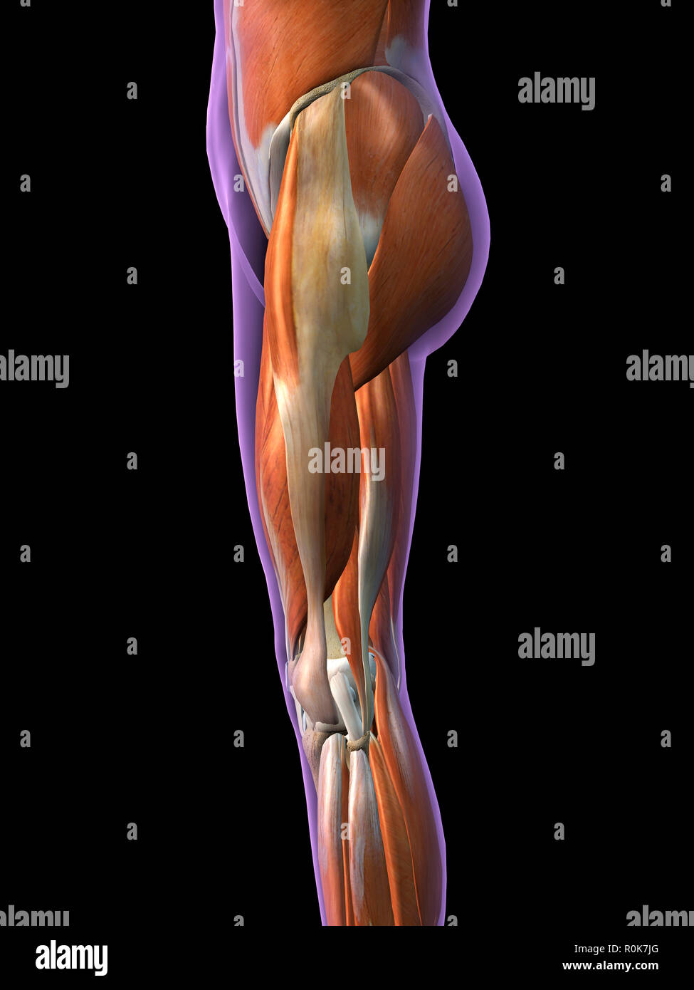 Vue latérale de la hanche et les muscles des jambes sur fond noir. Banque D'Images