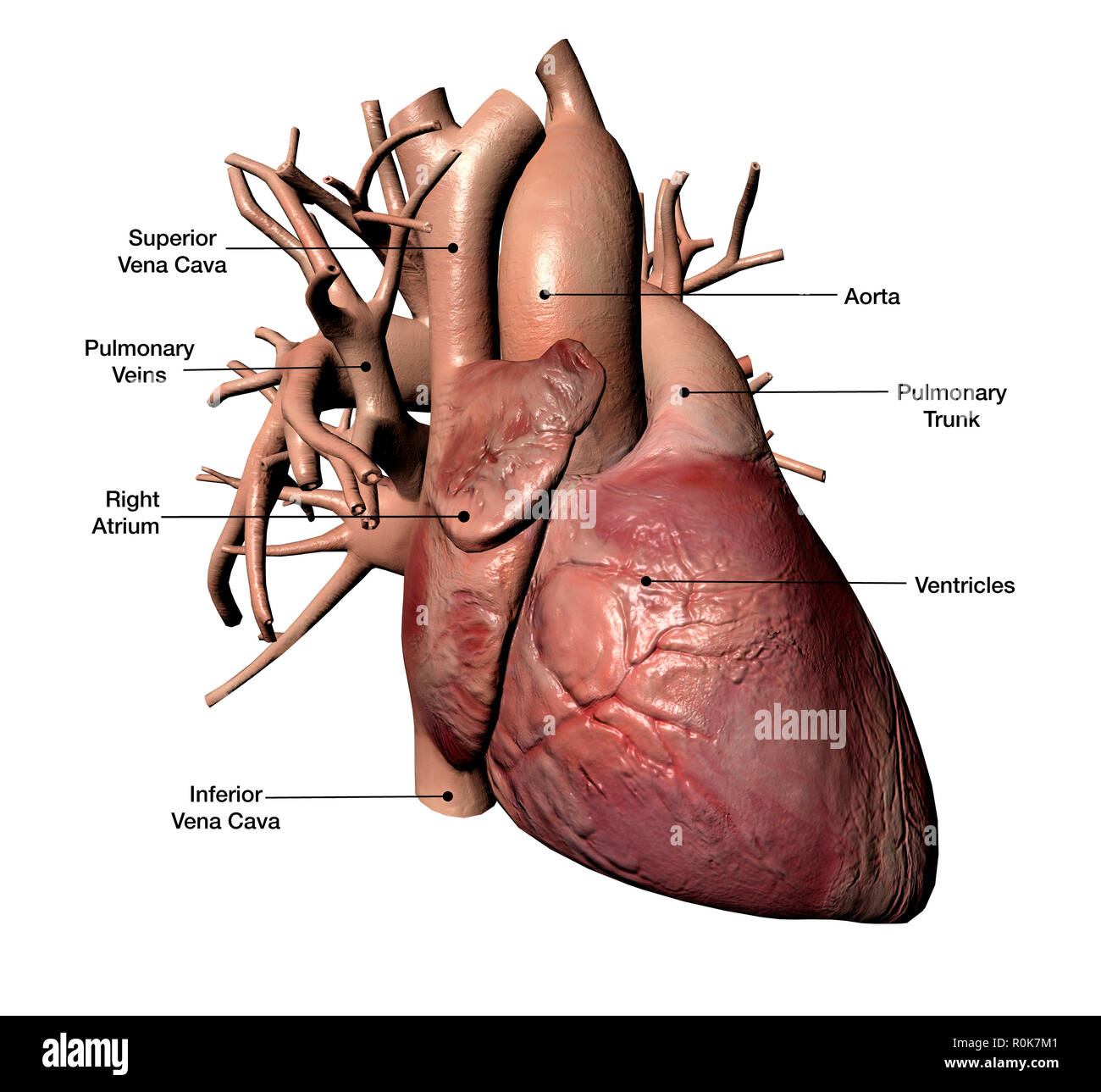 Coeur de l'homme avec les artères coronaires, avec des étiquettes. Banque D'Images