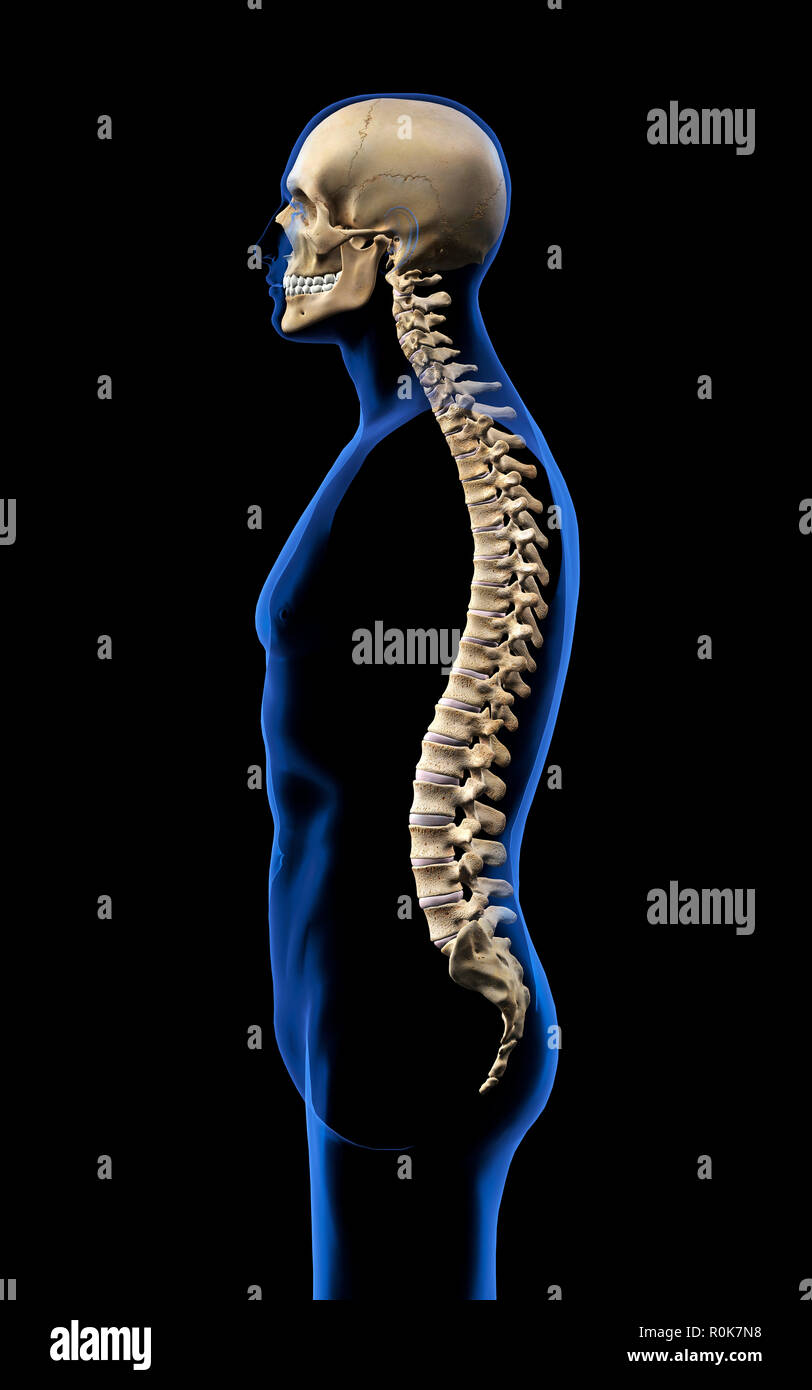 Crâne humain et de la colonne vertébrale, vue latérale sur fond noir. Banque D'Images