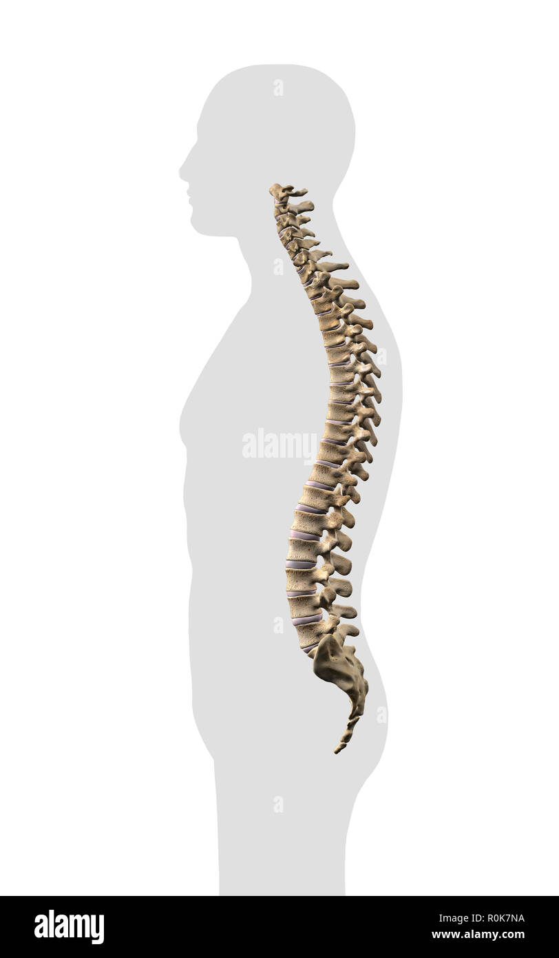 La colonne vertébrale humaine, vue latérale sur fond blanc. Banque D'Images