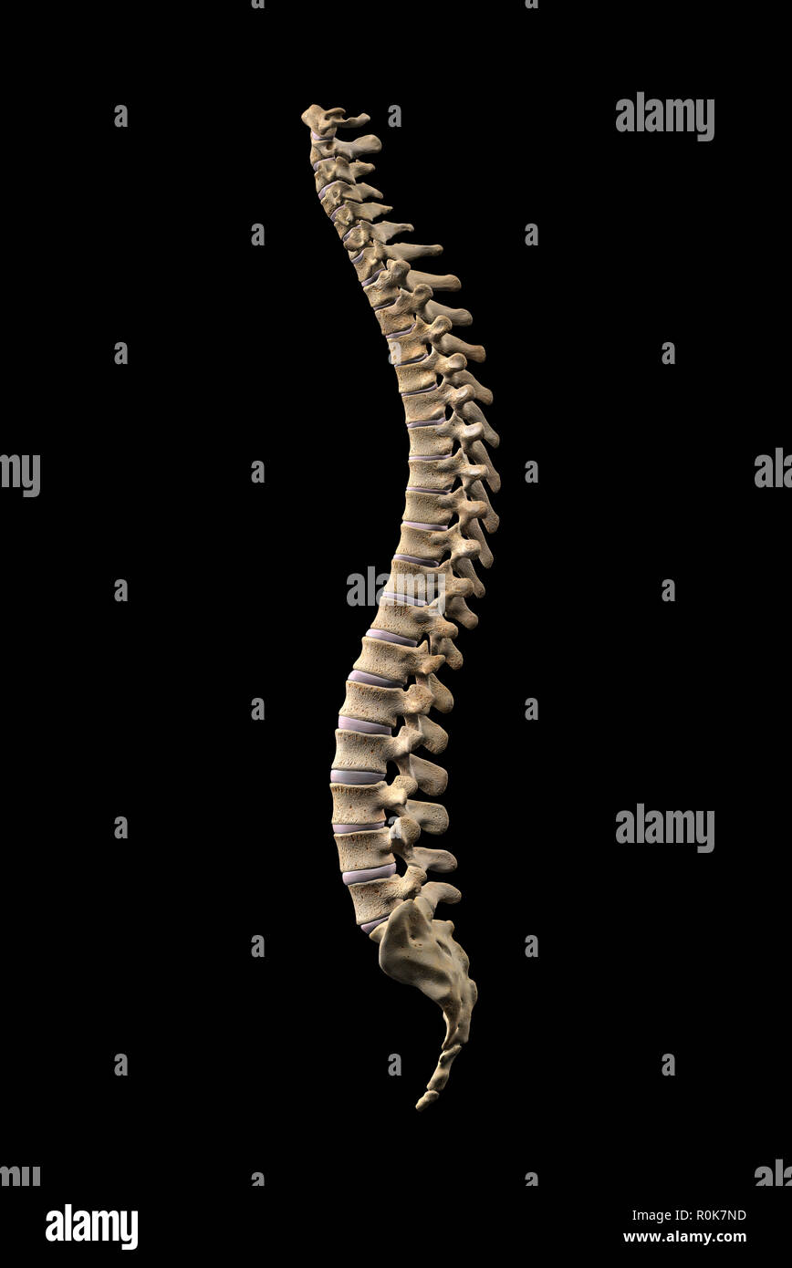 La colonne vertébrale humaine, vue latérale sur fond noir. Banque D'Images