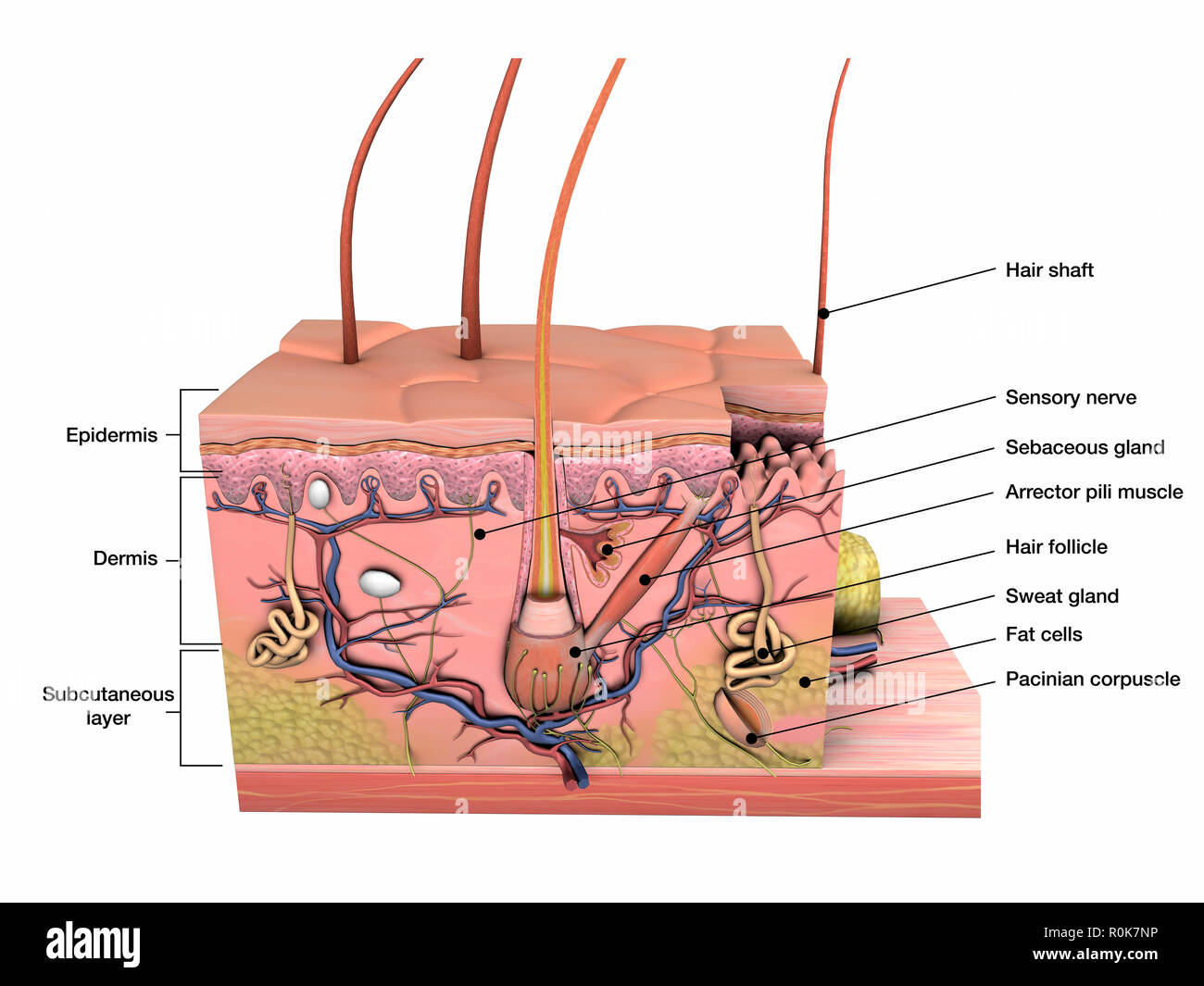 Anatomie de la peau humaine avec des étiquettes. Banque D'Images