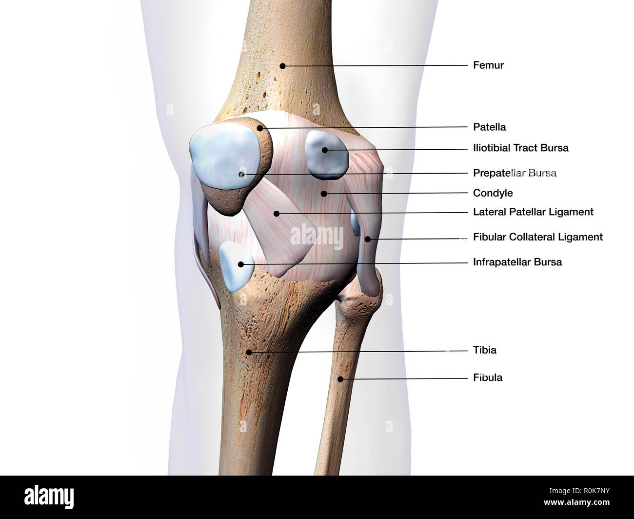 Articulation du Genou os et du tissu conjonctif avec étiquettes. Banque D'Images
