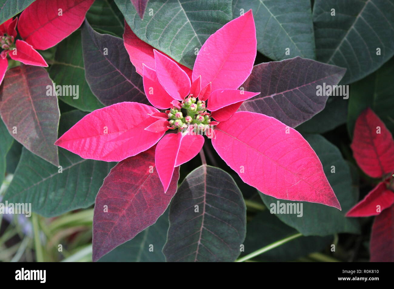 Plante De Noel Rouge