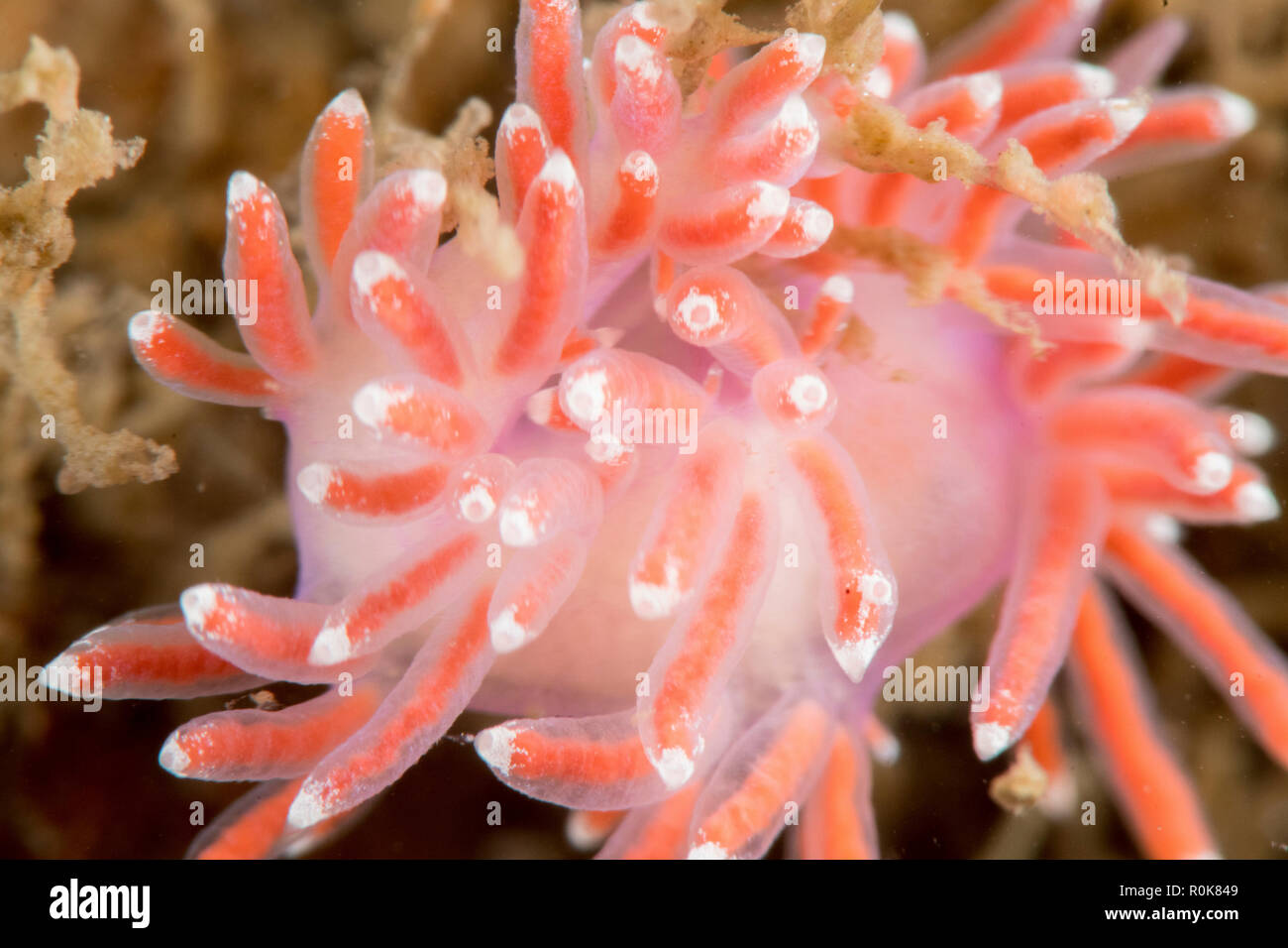 Nudibranche sur l'Oresund, les hydroïdes, au Danemark. Banque D'Images