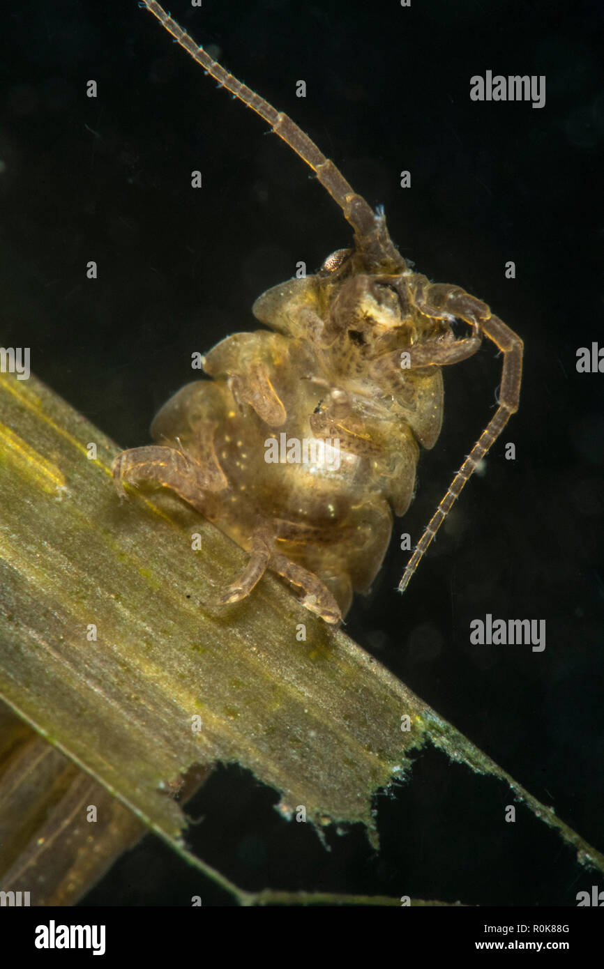 Isopode, Munkholmbroen, Holbaek, Danemark. Banque D'Images