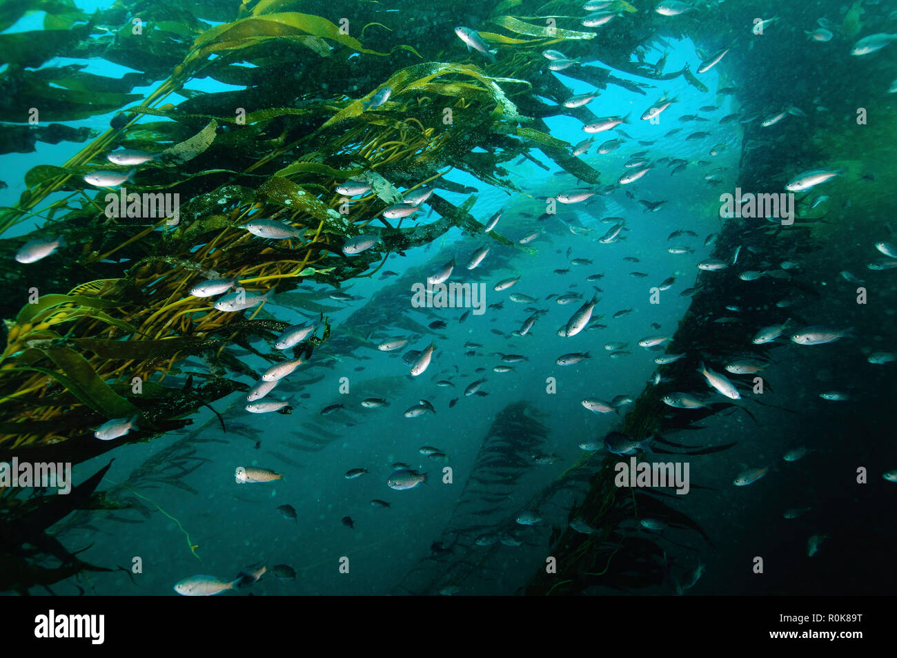 (Forêt de varech macrocystis), Isla San Martin, Basse Californie, au Mexique. Banque D'Images