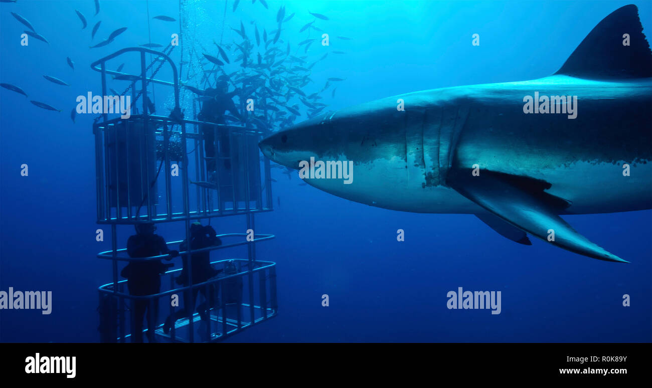 Les plongeurs en cage de requin avec requin blanc Banque de — free download