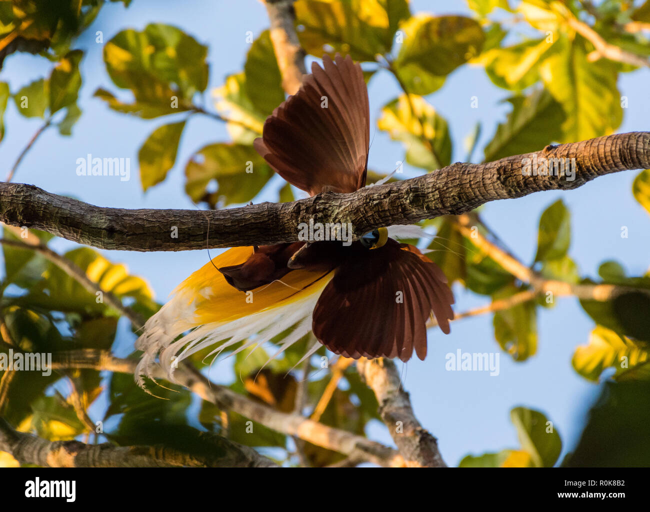 Homme Moindre Oiseau Du Paradis Paradisaea Minor En Parade