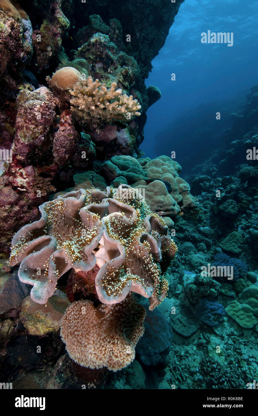 Anémone de mer et corail, Farasan Banks, Mar Mar Island au nord, l'Arabie Saoudite. Banque D'Images