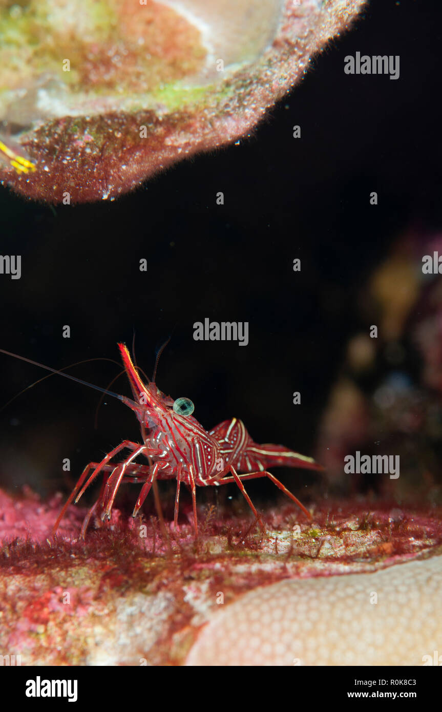 Crevettes, Similan, en Thaïlande. Banque D'Images