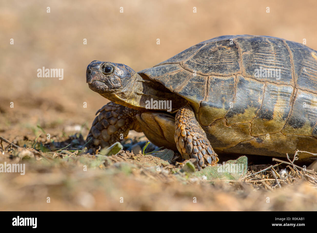 Marginated tortoise (Testudo marginata) close up sur peleponnese aride campagne, Grèce Banque D'Images Marginated tortoise (Testudo marginata) close up sur peleponnese aride campagne, Grèce Banque D'Images