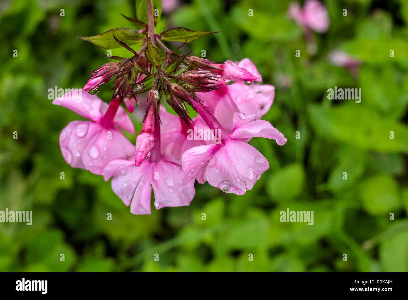 Fleurs roses. Des fleurs. Phlox rose sur une herbe verte. Jardin avec phlox. Des fleurs de jardin. Nature fleur après la pluie dans le jardin. Phlox en fleurs Banque D'Images