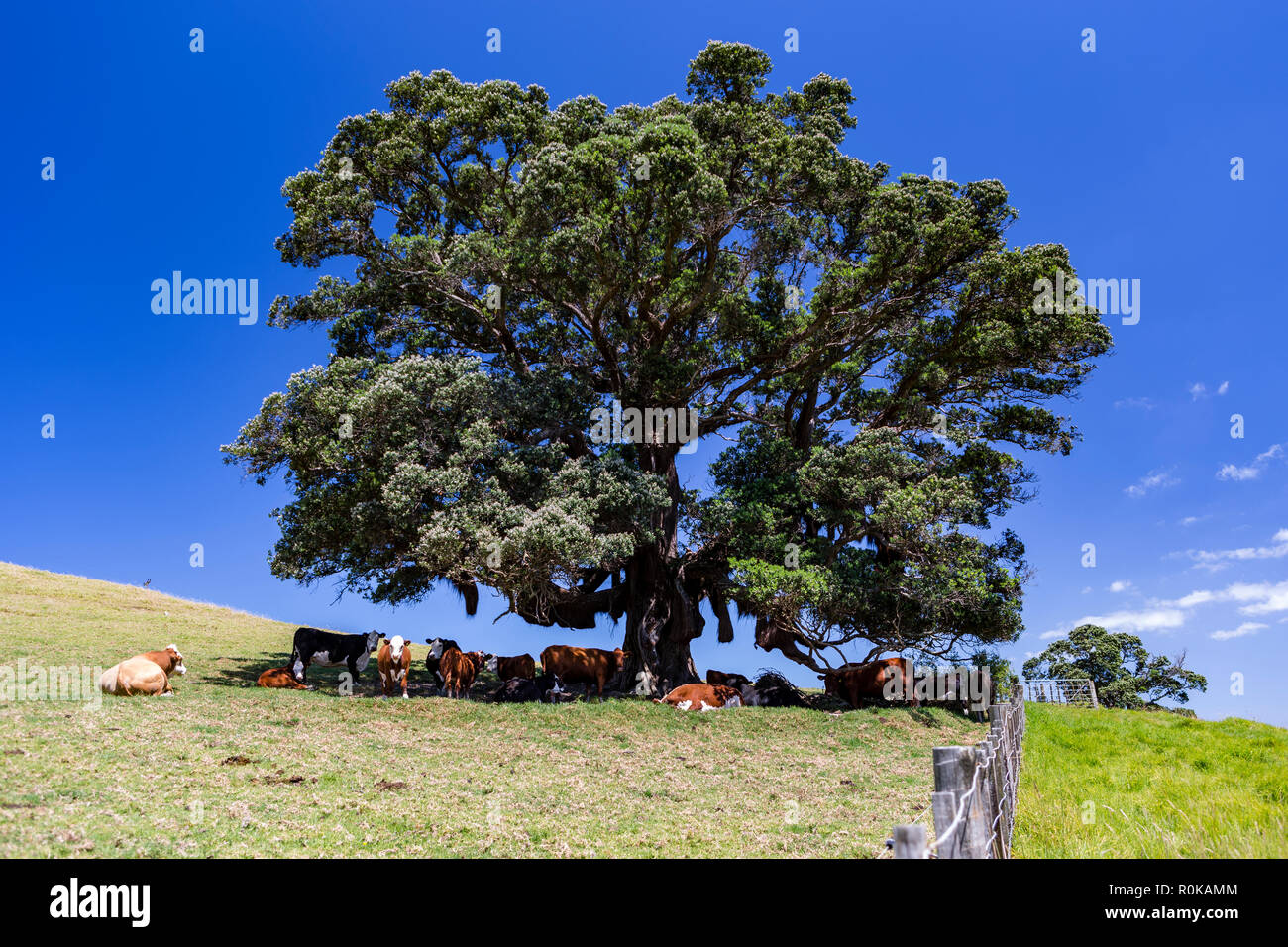 Le bétail à l'ombre, Waiheke Island, New Zealand Banque D'Images