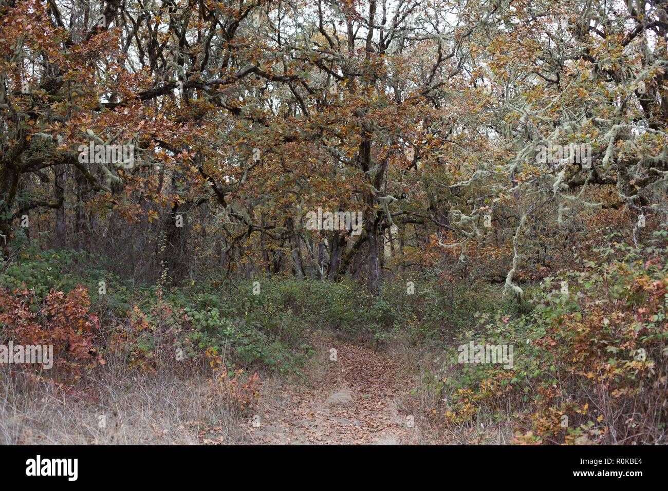 Une forêt avec des couleurs différentes à l'automne, à William Finley Wildlife Refuge près de Monroe, ou, aux États-Unis. Banque D'Images