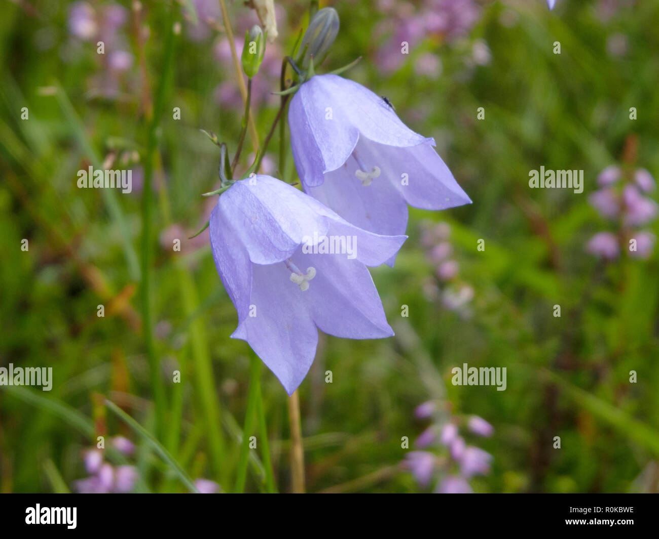 Harebells ( Campanula rotundifolia ) en fleur au mois d'août, UK Banque D'Images