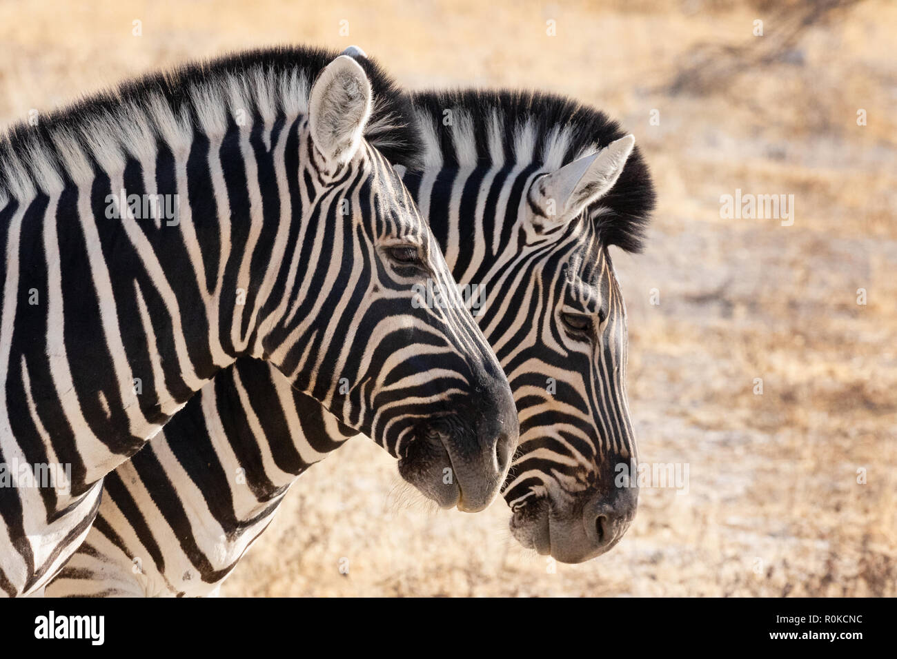 Zebra Afrique - gros plan des chefs de deux communes adultes ( Zebra Zebra Burchell zèbre Des Plaines, Equus quagga, ), Etosha National Park, Namibie, Afrique du Sud Banque D'Images