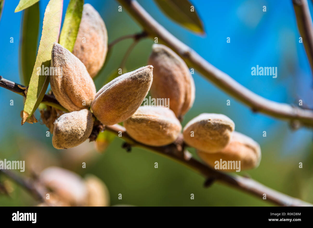 Amandes fraîches en un mot cultivée en Sicile Banque D'Images