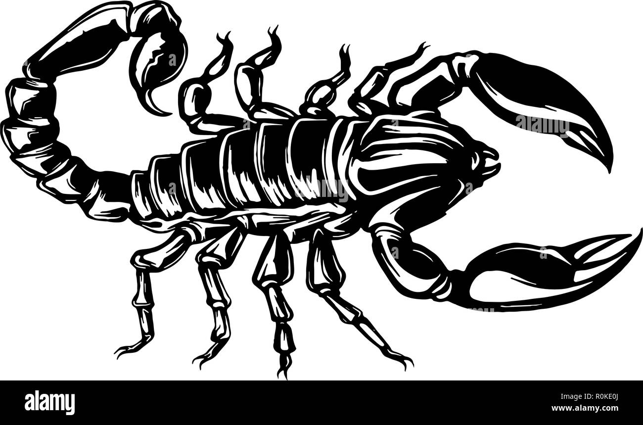 Vector illustration d'un scorpion sur fond isolé Illustration de Vecteur